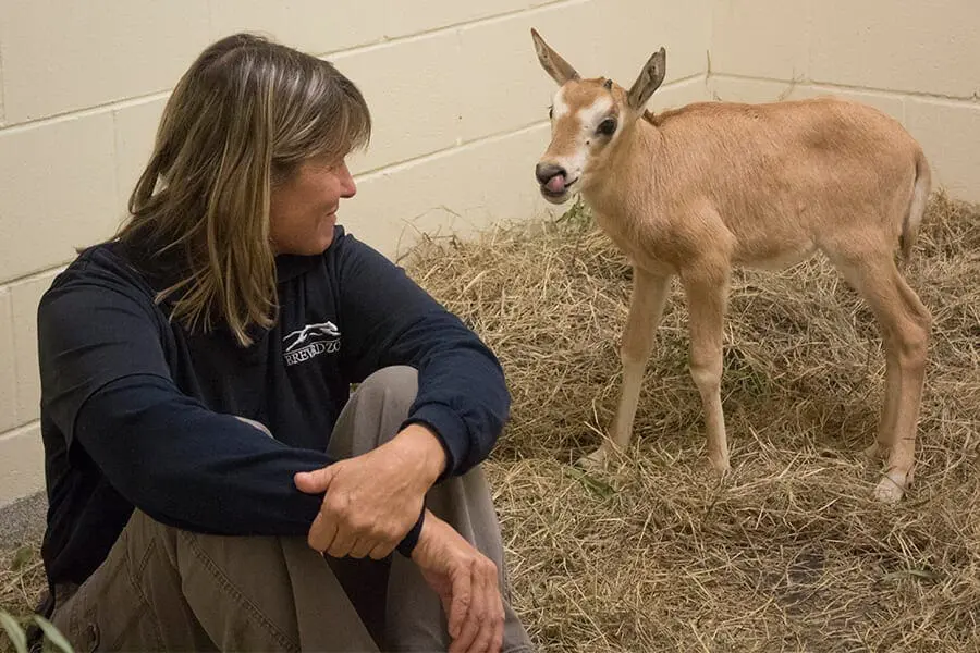 Scimitar horned oryx Gracie
