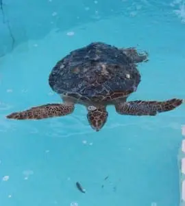 Green sea turtle