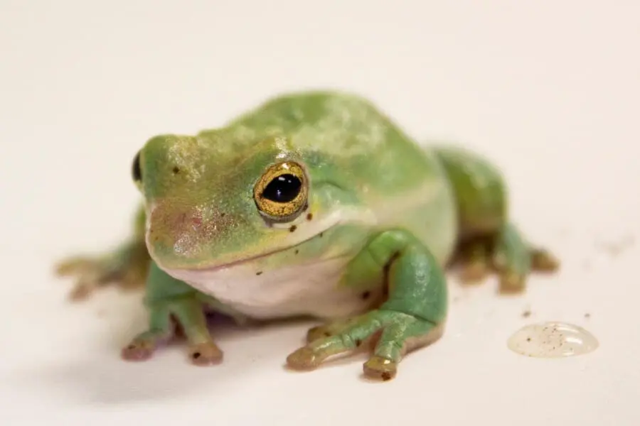 Green tree frog