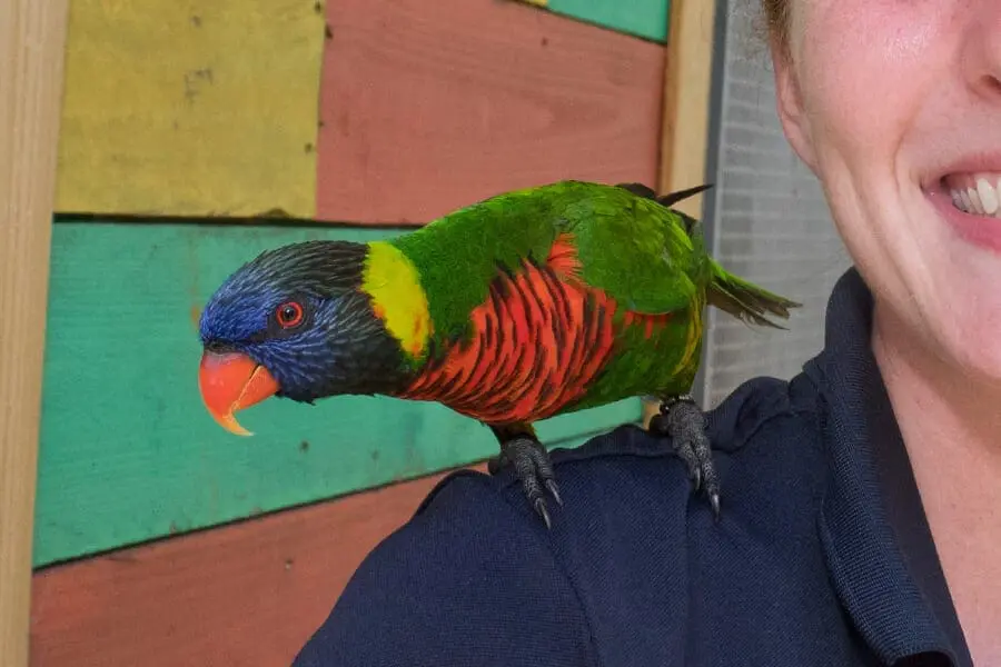 Gus, rainbow lorikeet