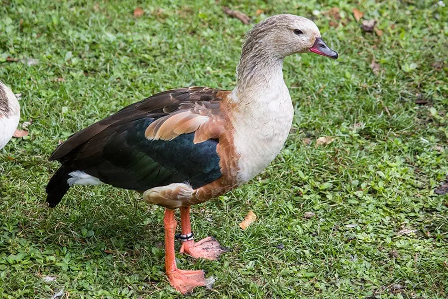 Han Solo the orinoco geese