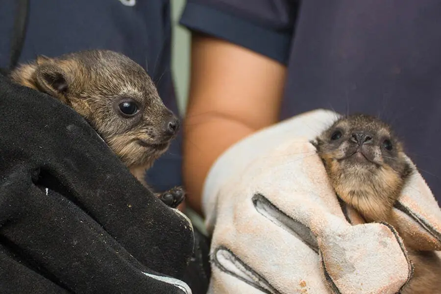 Rock hyrax pups