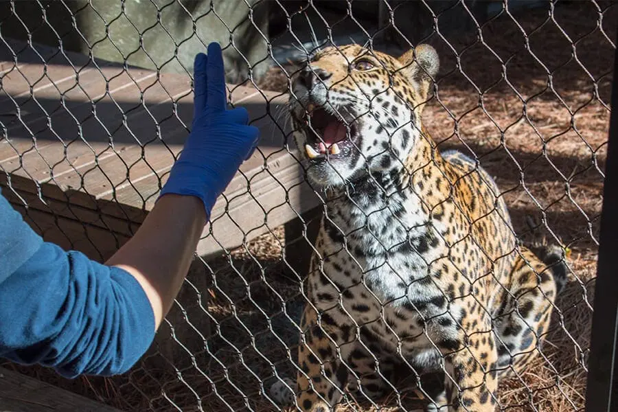 Philly the jaguar during training session