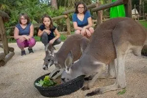 Kangaroos eat in front of guests