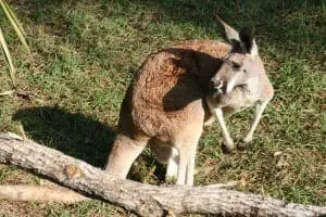 Red Kangaroo5