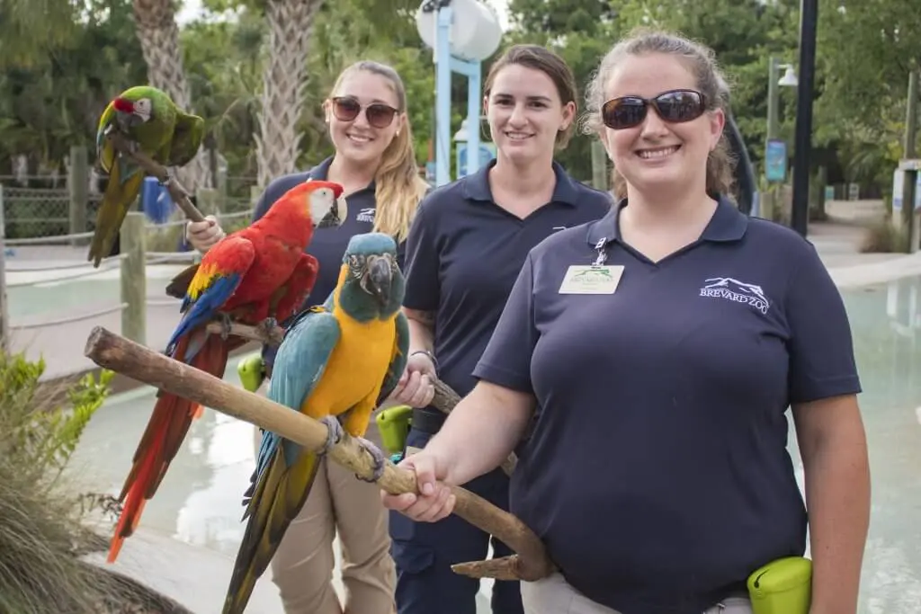 Three female zookepers holding macaws