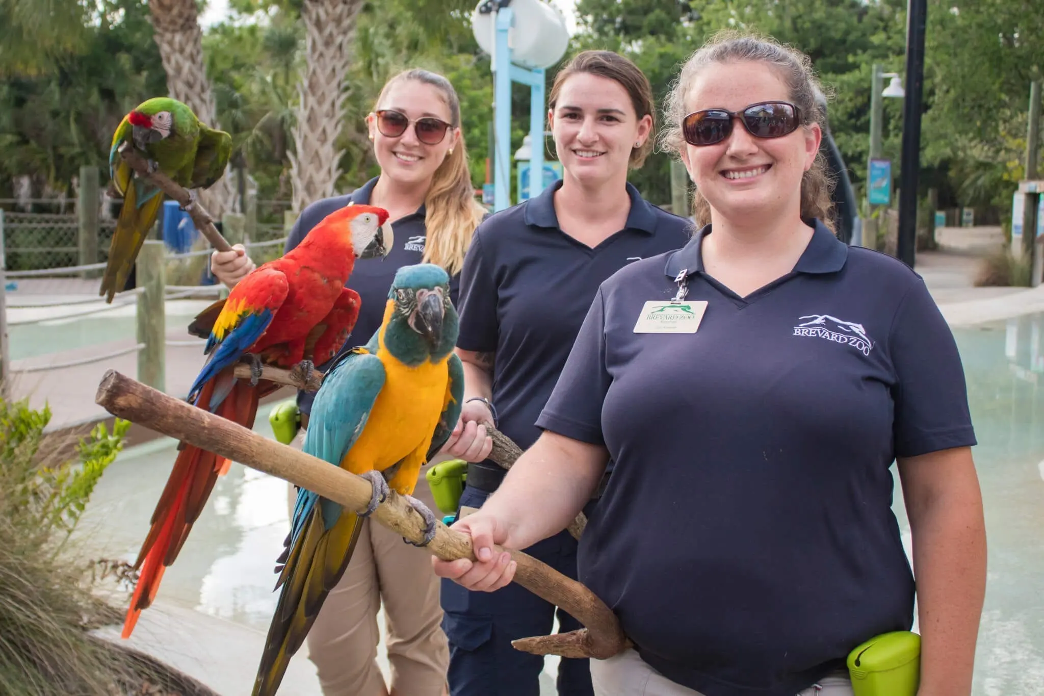 Three female zookepers holding macaws