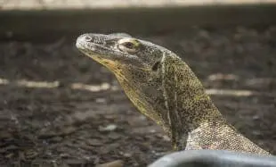 Komodo dragon