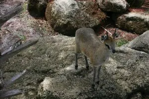 Klipspringer2