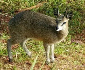 Klipspringer4