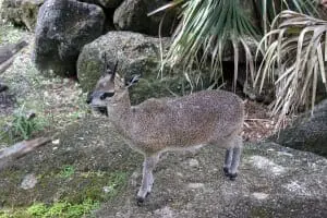 5Klipspringer