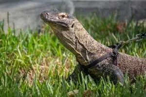 Komodo dragon