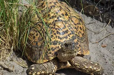 Leopard Tortoise