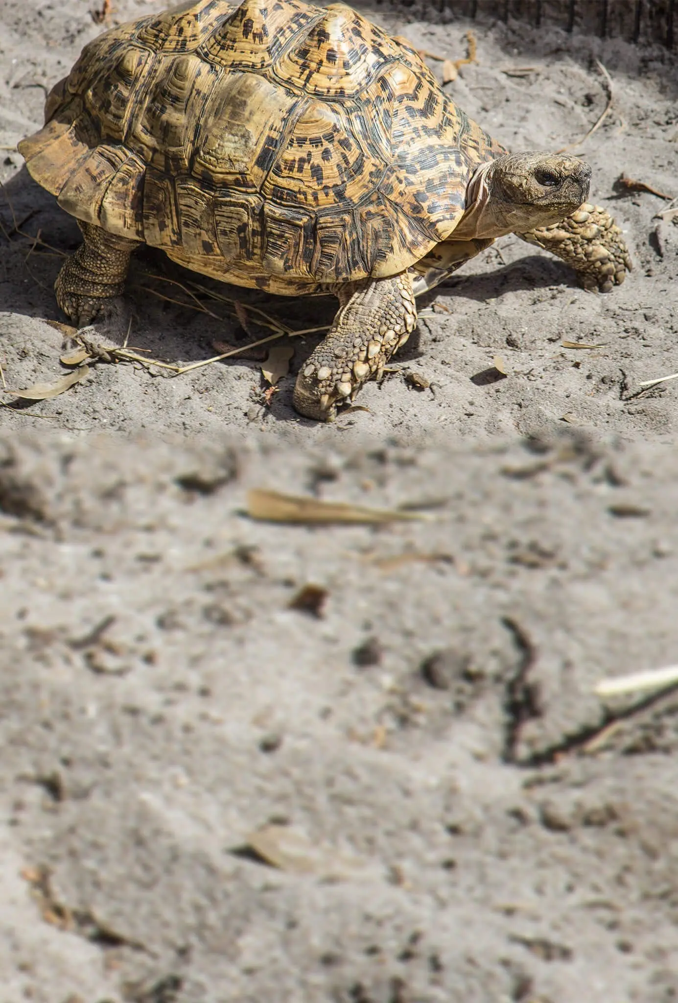 Leopard Tortoise2
