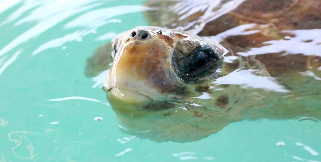 Sea turtle swimming