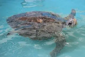 Loggerhead sea turtle