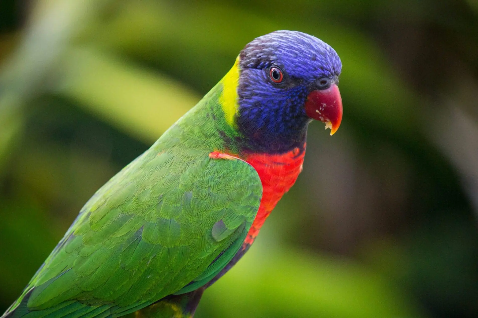 Rainbow lorikeet