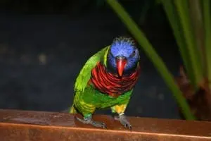 Lorikeet2