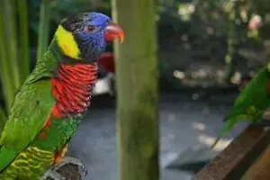 Lorikeet3