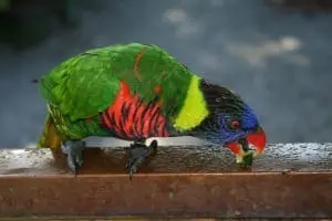 Lorikeet6