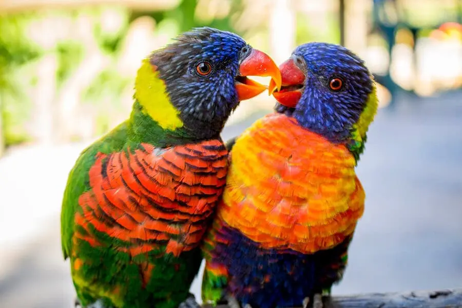 Rainbow lorikeets