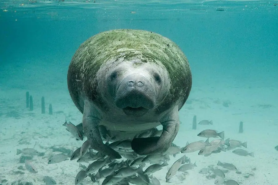 Manatee swimming with school of fish