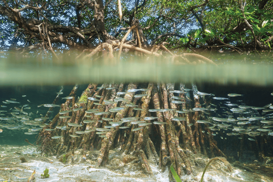 Mangrove roots