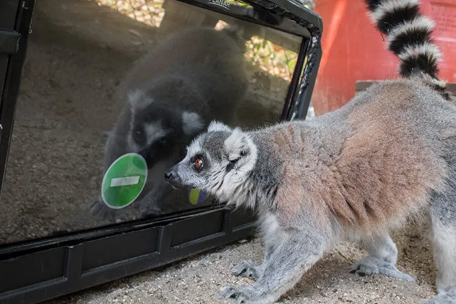 Matilda the ring-tailed lemur