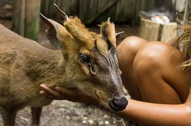 Reeves’s Muntjac