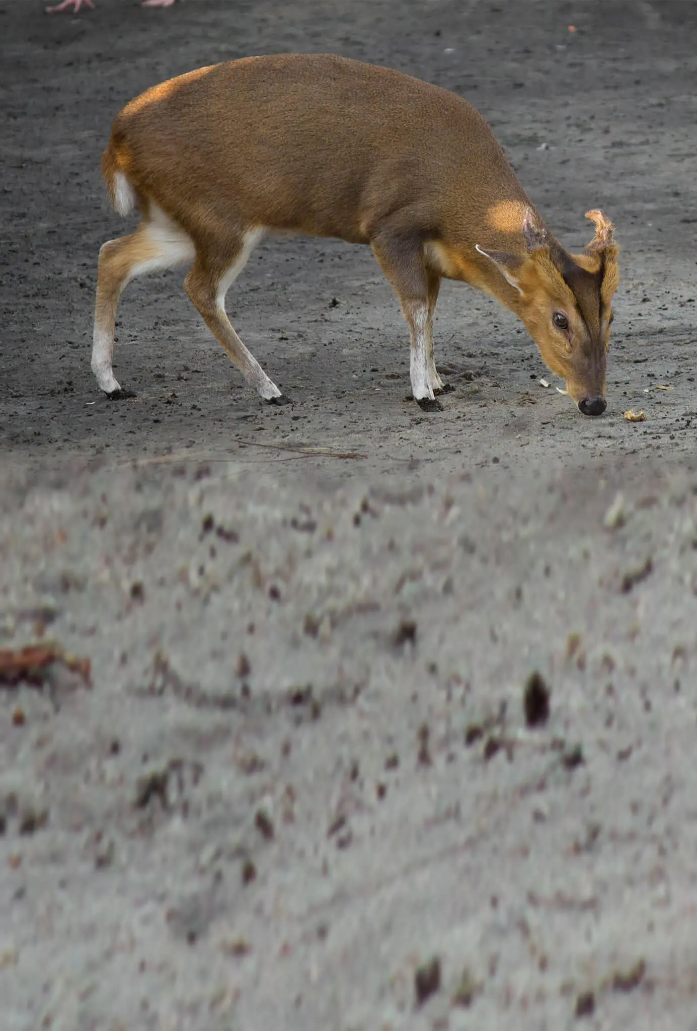 Reeves’s Muntjac2