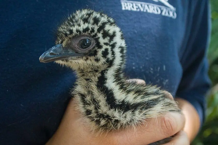 Emu chick