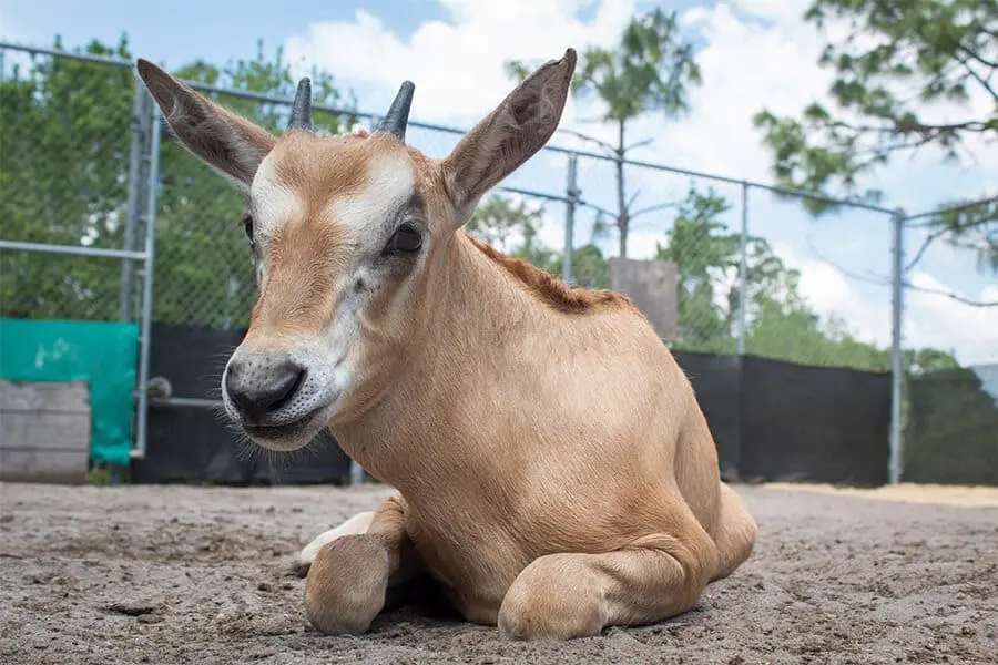 Gracie a juvenile scimitar-horned oryx