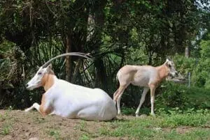Scimitar-horned Oryx
