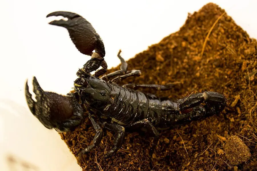 Palpatine the emperor scorpion