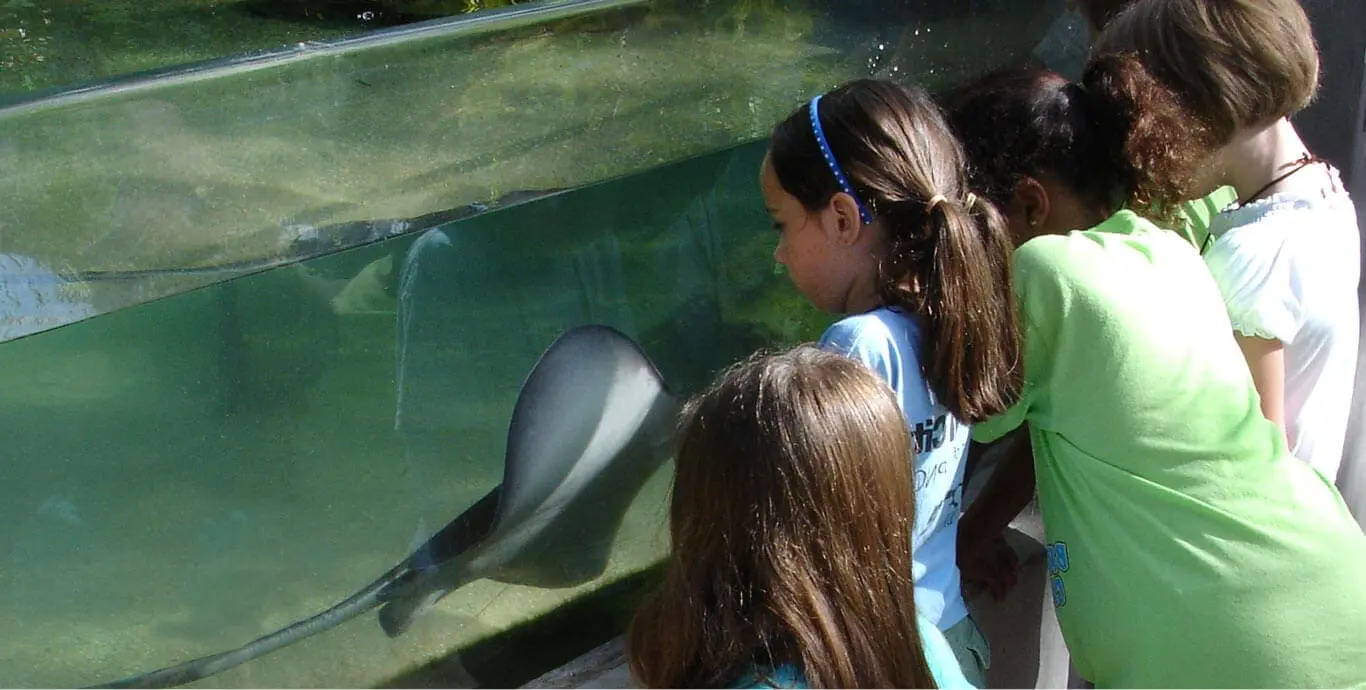 Kids watching stingray in tank