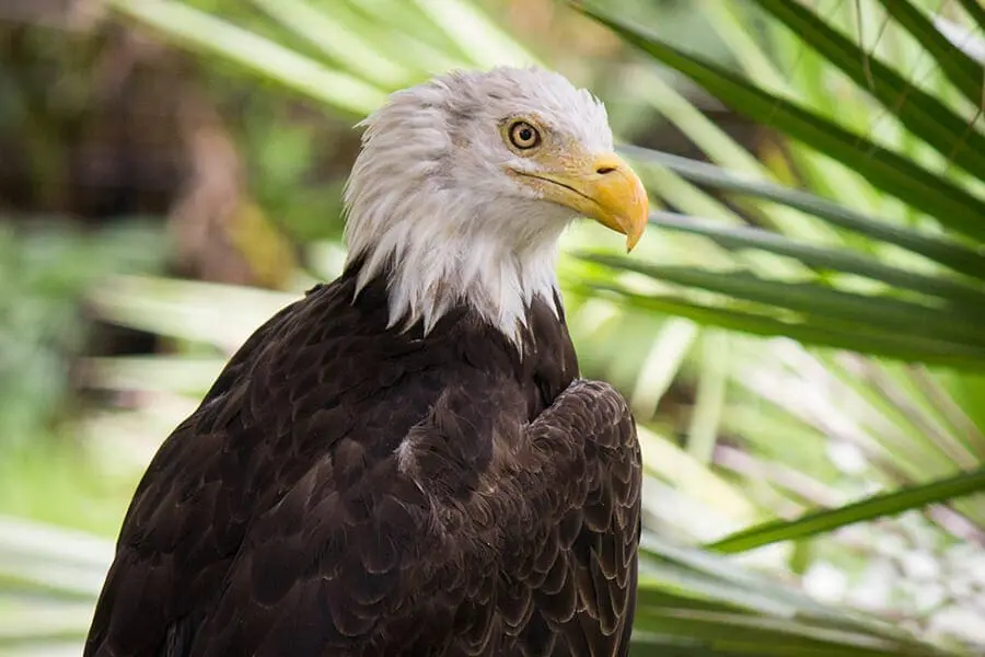 Peacemaker the bald eagle