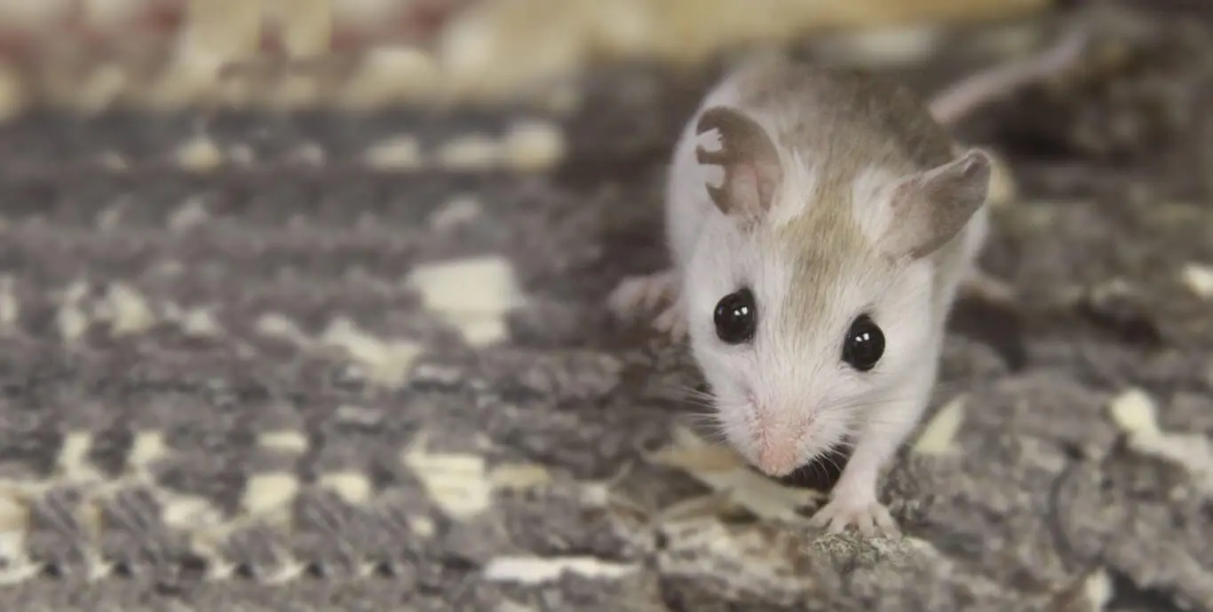 Perdido key beach mouse