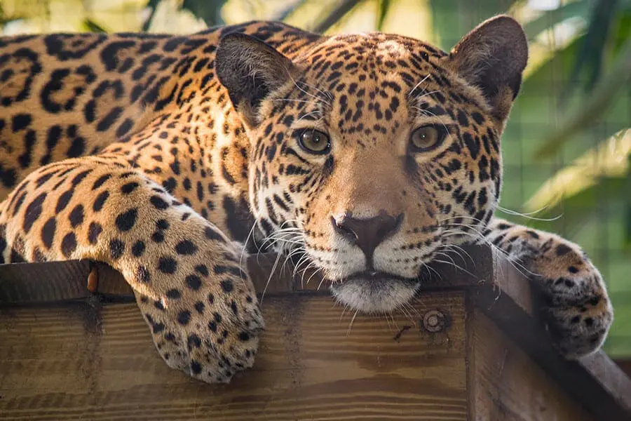 Philly the jaguar rests on a platform