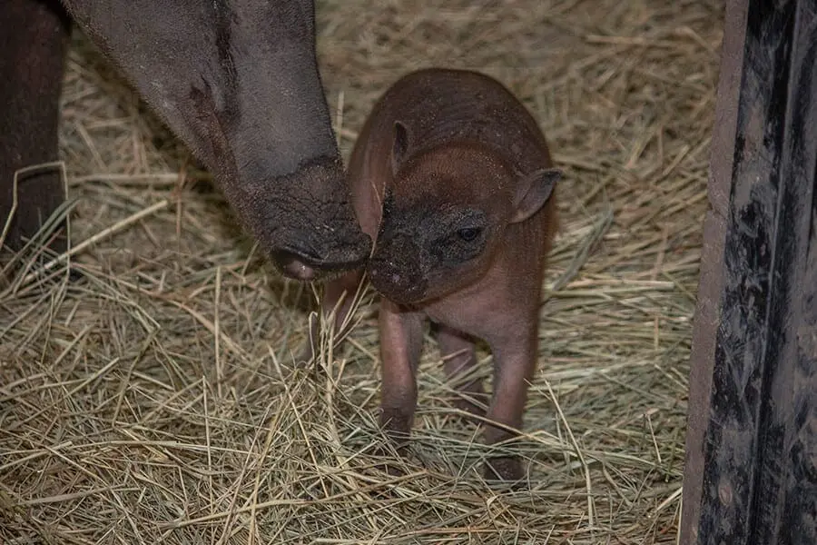 Babirusa piglet and mother