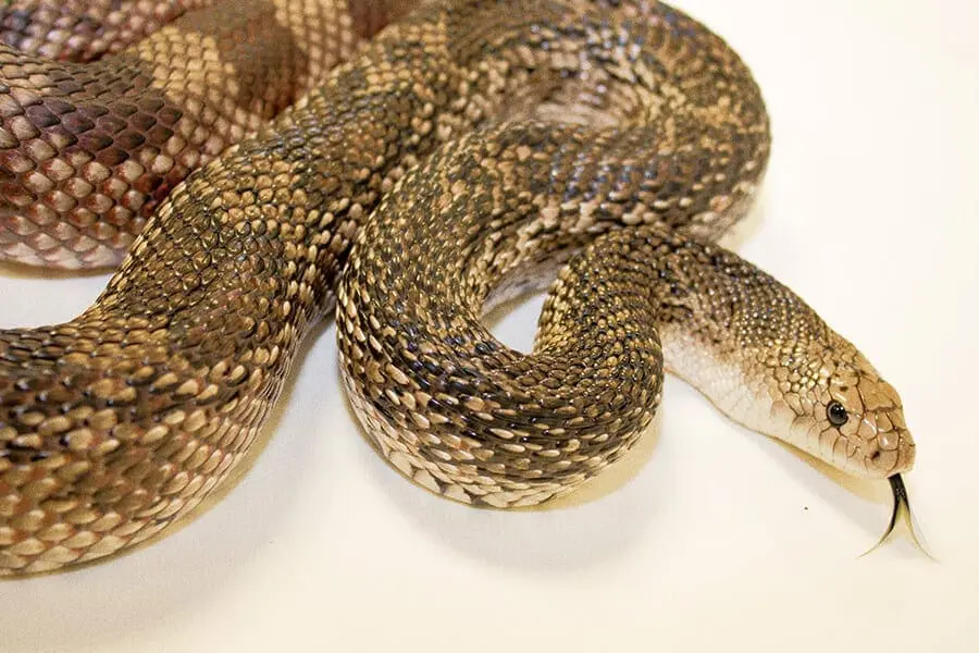 Florida pine snake