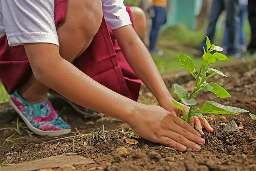 Young person planting a tree 