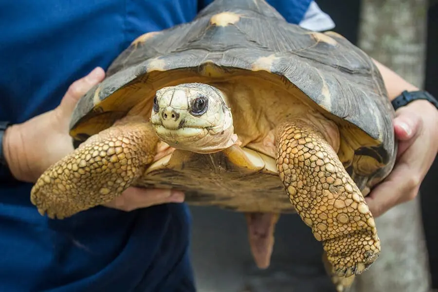 Rako the tortoise