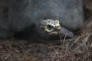 Red-footed-Tortoise2