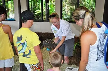 Red-footed-Tortoise3