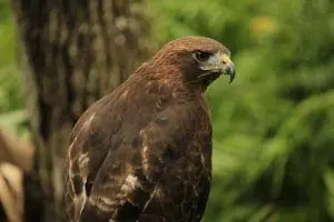 Redtailed Hawk