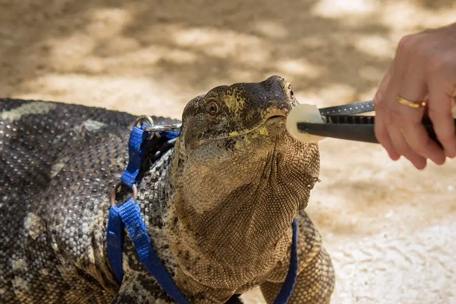 Ren the monitor receives a hard-boiled egg during a training session