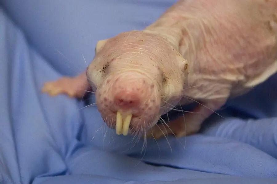 Rufus the naked mole rat