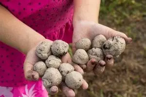 Seed bombs
