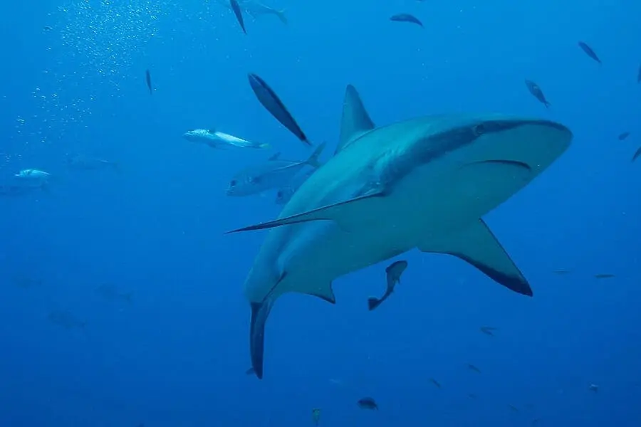 Caribbean reef shark