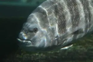 Sheepshead5